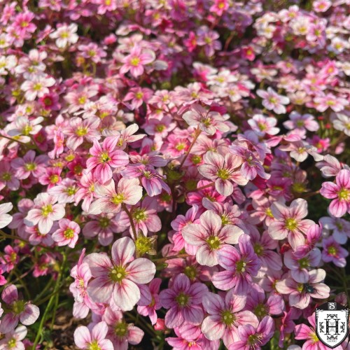 Saxifraga x arendsii 'Alpino Pink' - Arendsi kivirik 'Alpino Pink' P11/0,75L